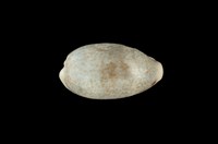 藏品(愛龍寶螺)的圖片